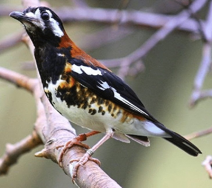 Gambar Burung Anis Macan - KibrisPDR