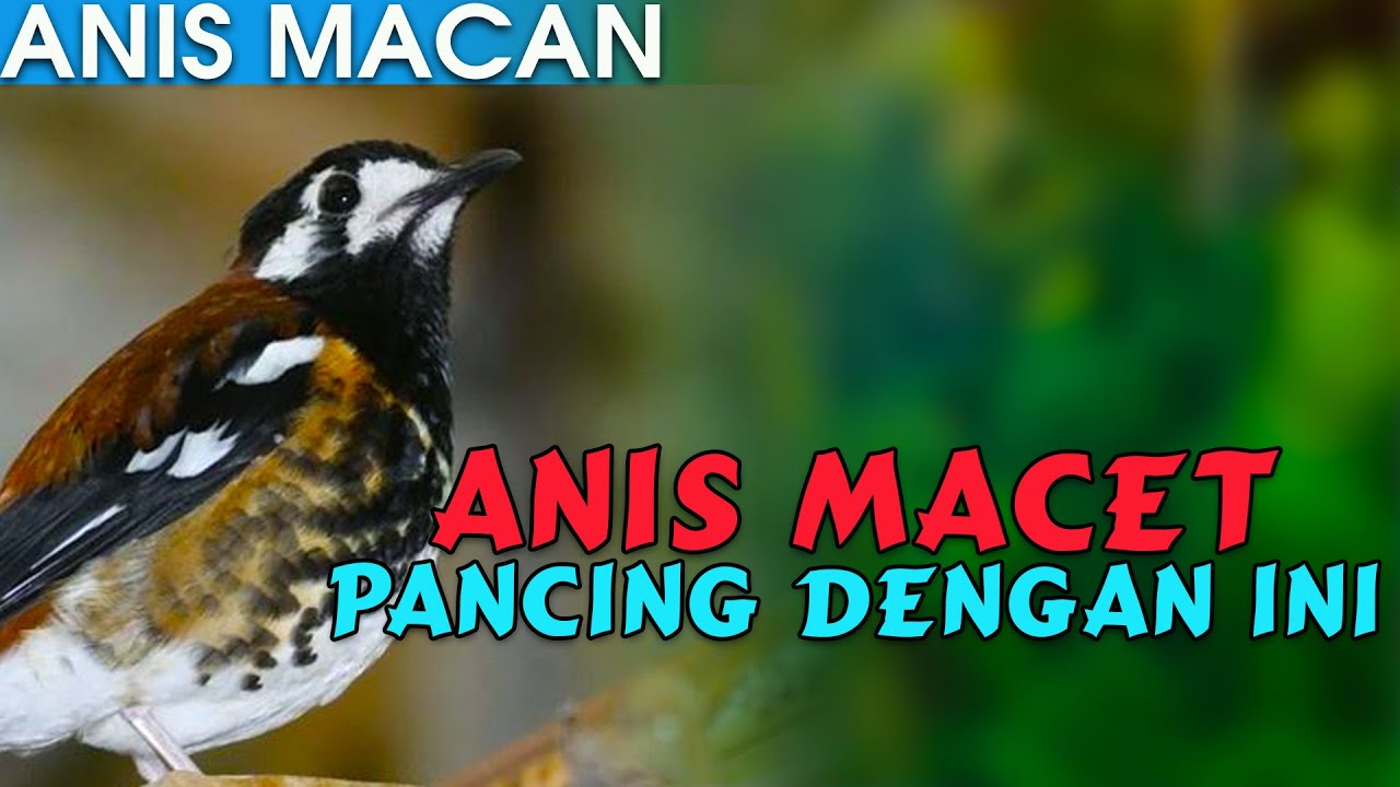 Detail Gambar Burung Anis Macan Nomer 24