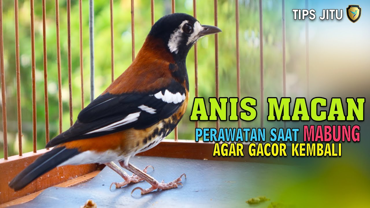 Detail Gambar Burung Anis Macan Nomer 35