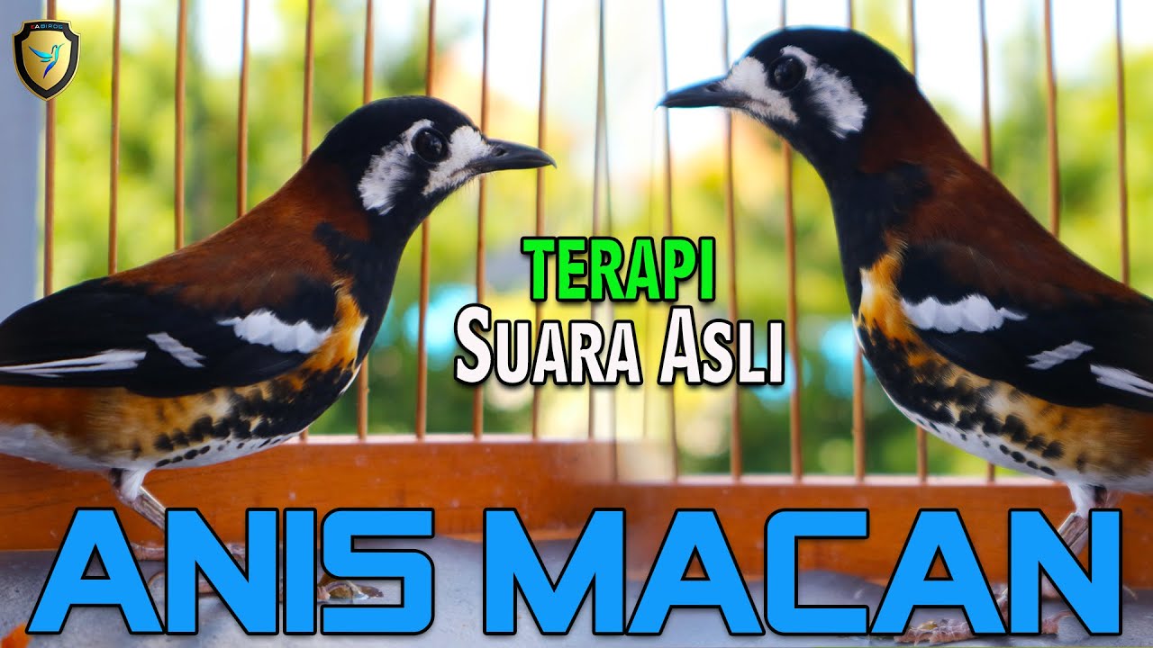 Detail Gambar Burung Anis Macan Nomer 39