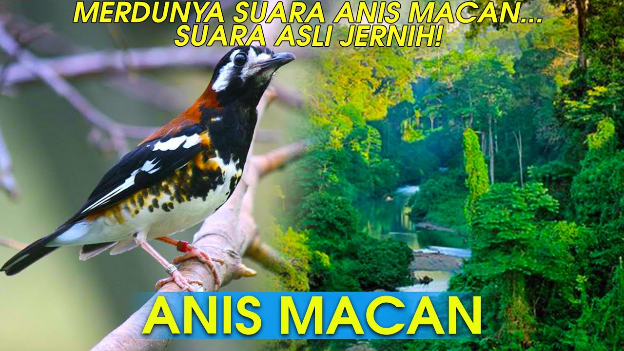 Detail Gambar Burung Anis Macan Nomer 44