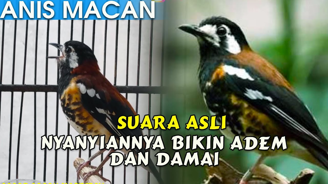 Detail Gambar Burung Anis Macan Nomer 52