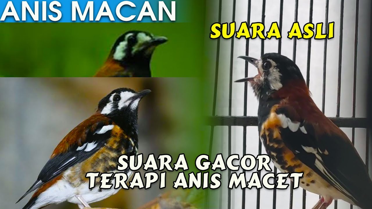 Detail Gambar Burung Anis Macan Nomer 53