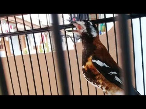 Detail Gambar Burung Anis Macan Nomer 9