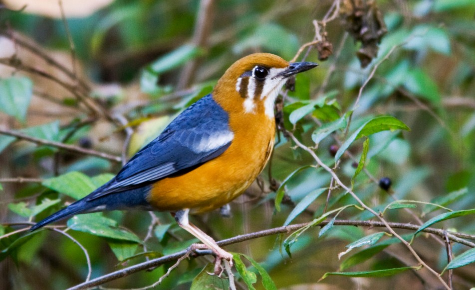 Detail Gambar Burung Anis Merah Nomer 28