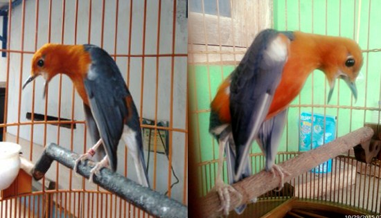 Detail Gambar Burung Anis Merah Nomer 37