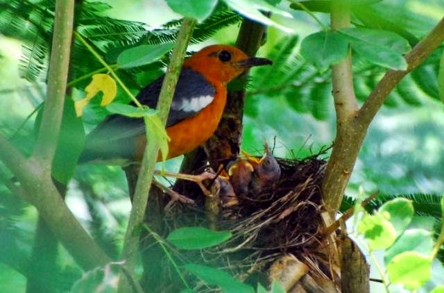 Detail Gambar Burung Anis Merah Nomer 43