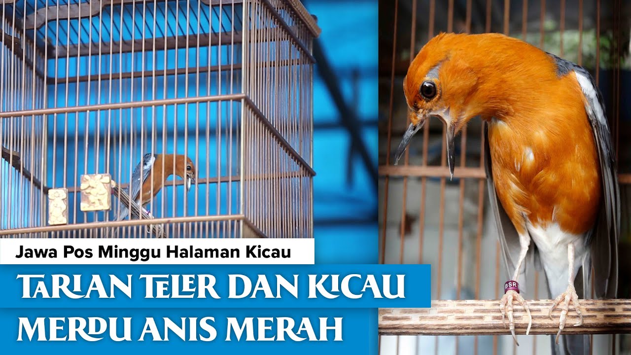 Detail Gambar Burung Anis Merah Nomer 9