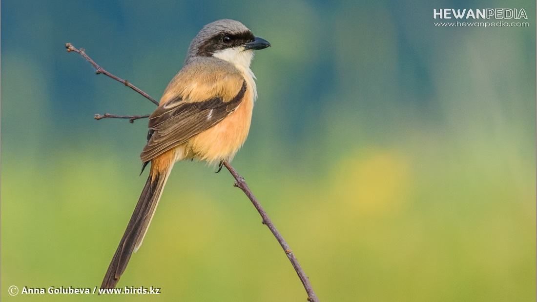 Detail Gambar Burung Bagus Nomer 25