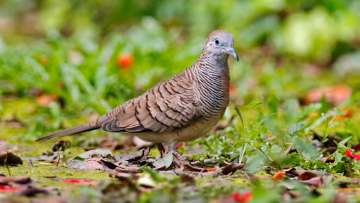 Detail Gambar Burung Balam Tanah Nomer 20