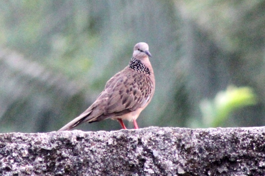 Detail Gambar Burung Balam Tanah Nomer 53