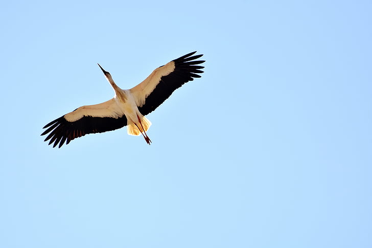 Detail Gambar Burung Bangau Terbang Nomer 16