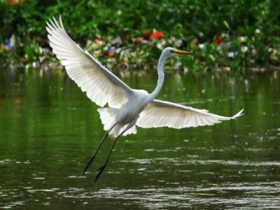 Detail Gambar Burung Bangau Terbang Nomer 26