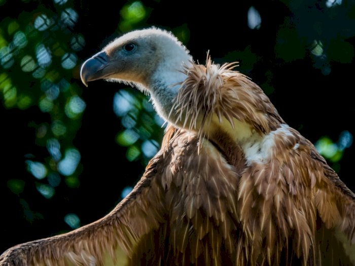 Detail Gambar Burung Bangkai Nomer 24