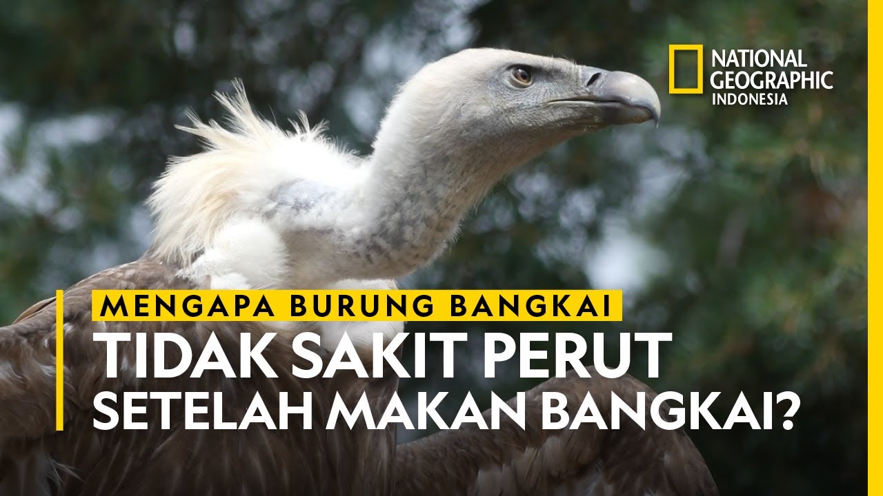 Detail Gambar Burung Bangkai Nomer 43