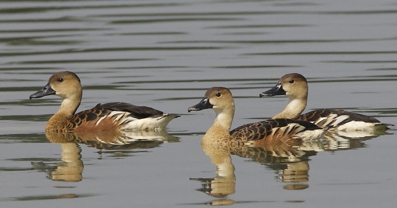 Detail Gambar Burung Belibis Nomer 32