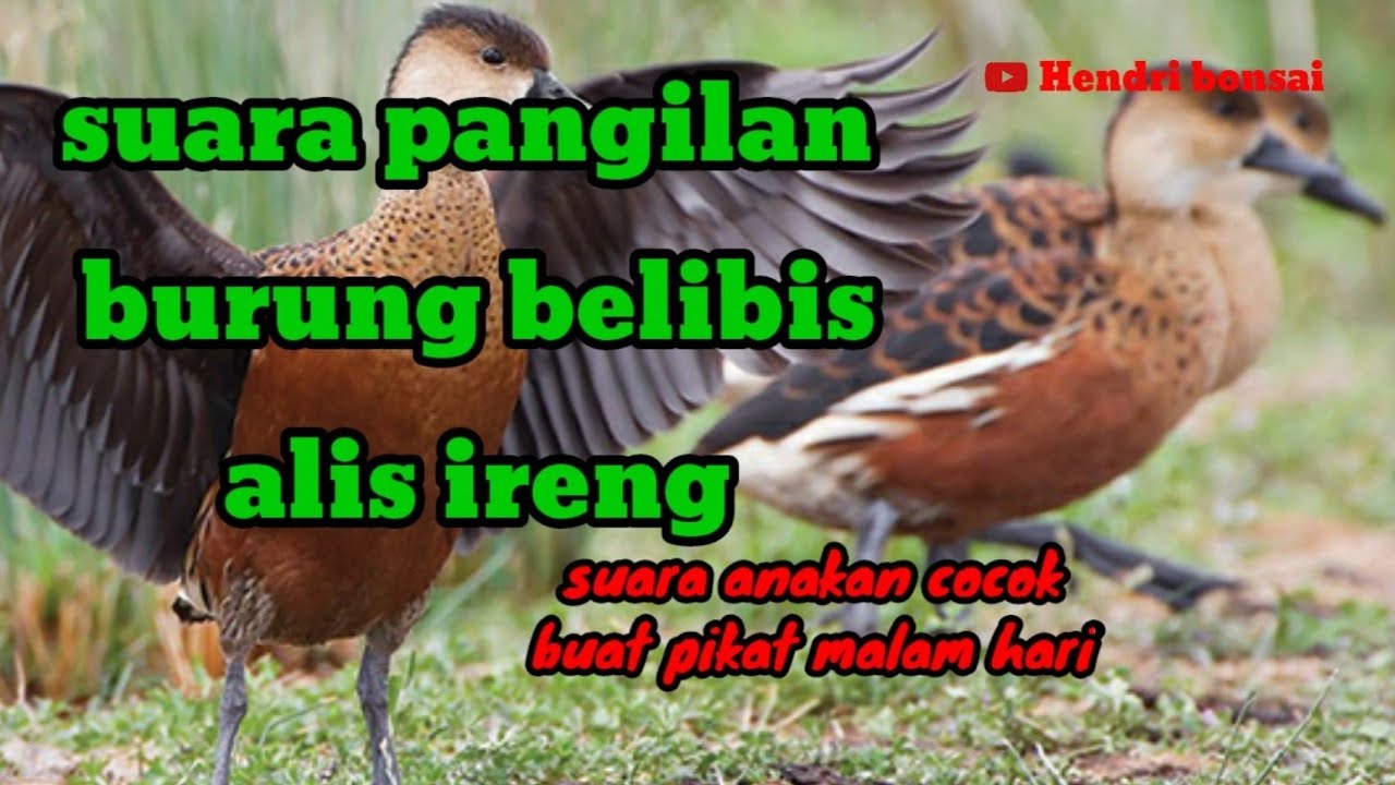 Detail Gambar Burung Belibis Nomer 37