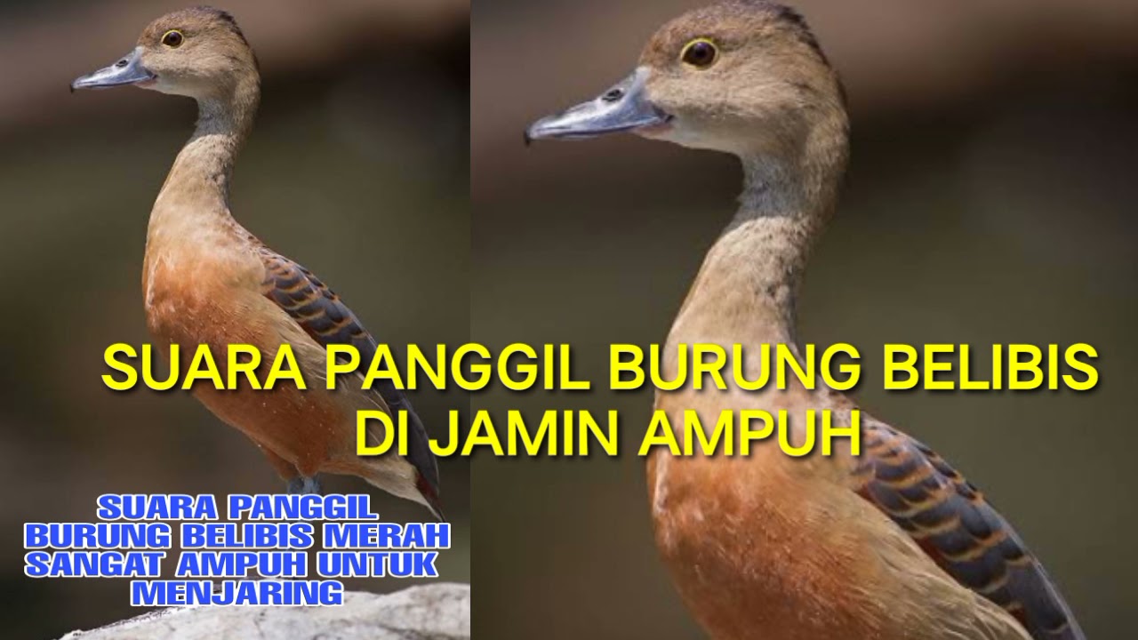 Detail Gambar Burung Belibis Nomer 47