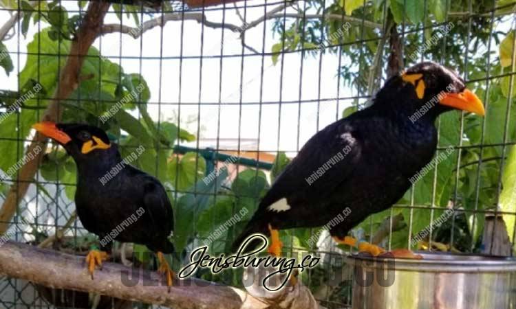 Detail Gambar Burung Beo Jantan Nomer 45