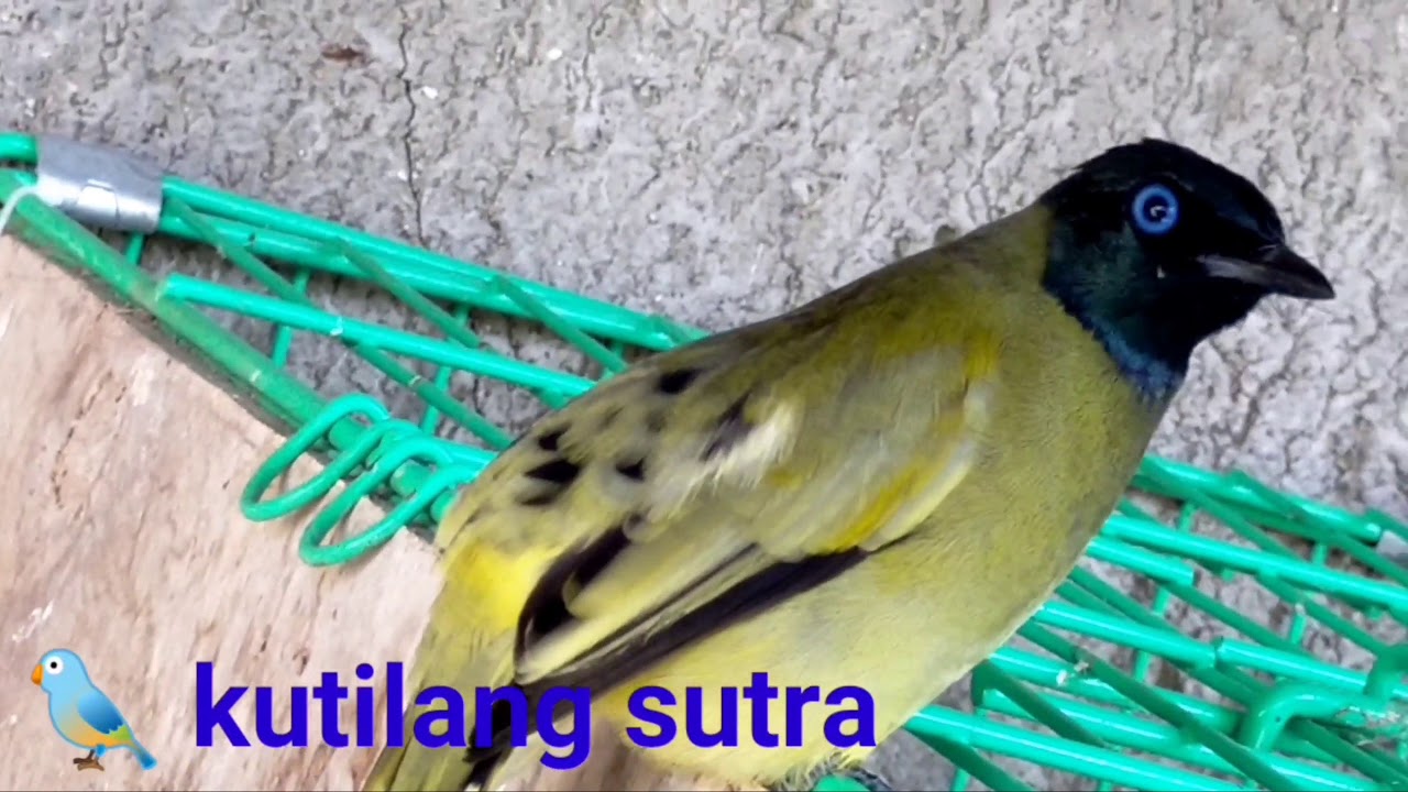 Detail Gambar Burung Berada Di Belakang Kandang Nomer 30