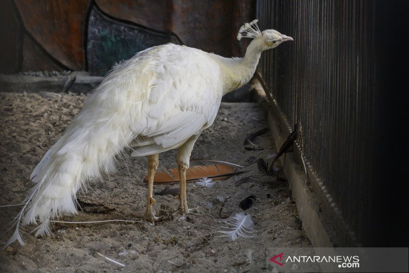 Detail Gambar Burung Berada Di Belakang Kandang Nomer 57