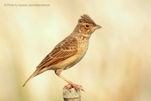 Detail Gambar Burung Berjambul Nomer 35