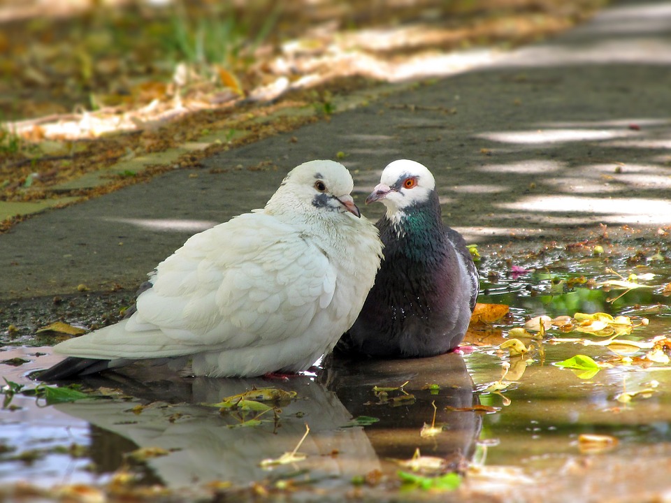 Gambar Burung Berpasangan - KibrisPDR