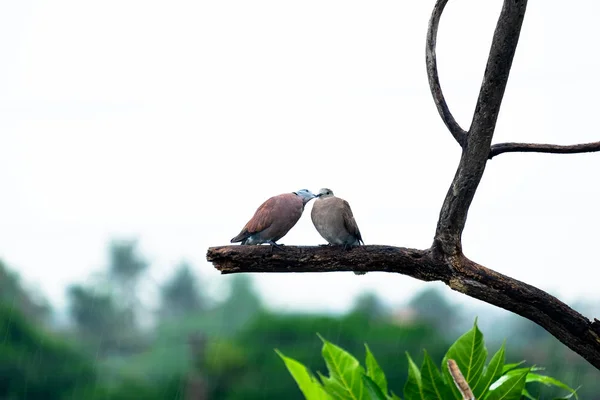 Detail Gambar Burung Berpasangan Nomer 11