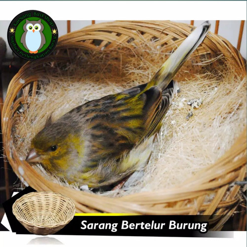 Detail Gambar Burung Bertelur Nomer 21