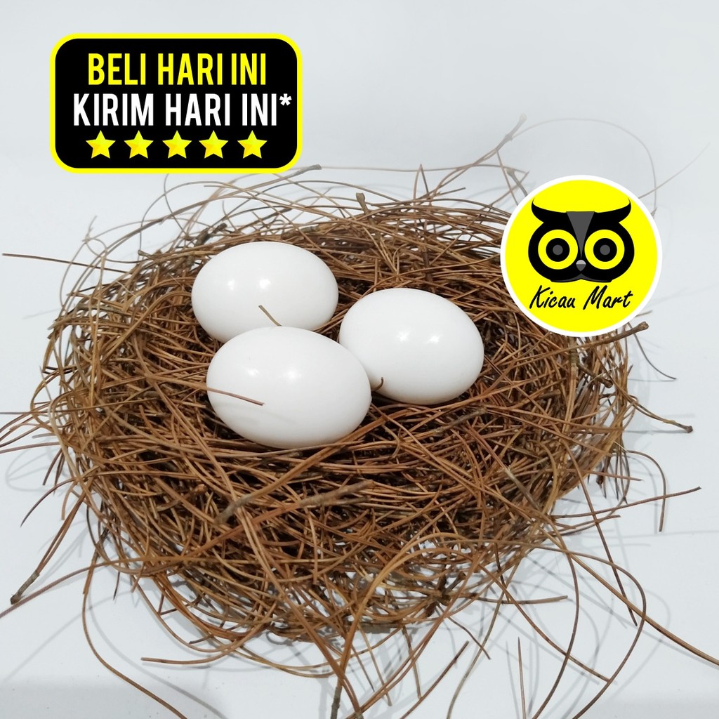 Detail Gambar Burung Bertelur Nomer 31