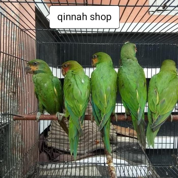 Detail Gambar Burung Betet Nomer 22