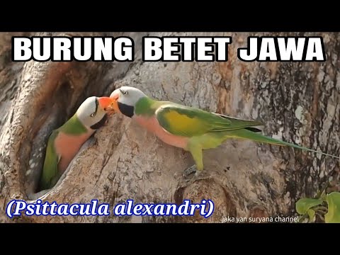 Detail Gambar Burung Betet Nomer 45