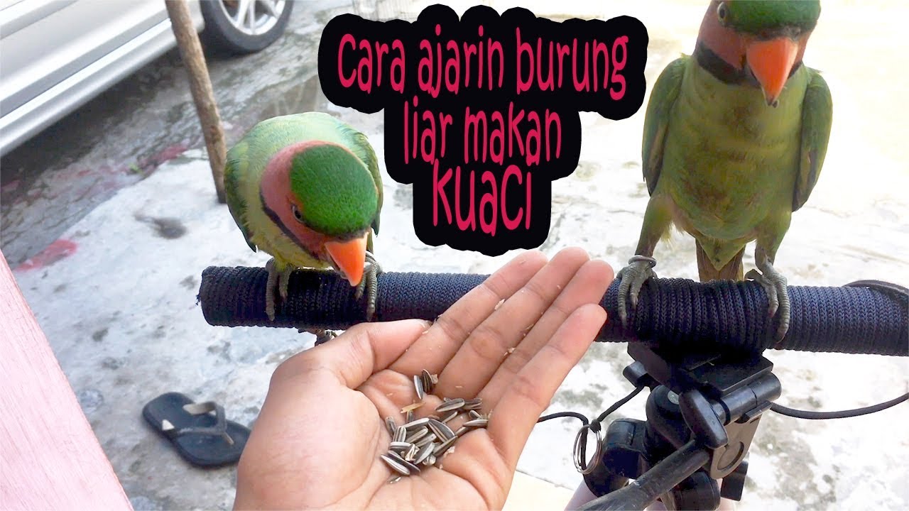 Detail Gambar Burung Betet Nomer 56