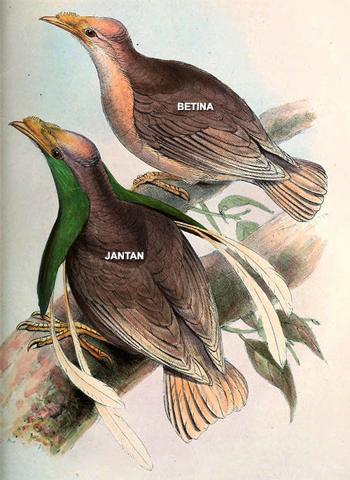Detail Gambar Burung Bidadari Nomer 27