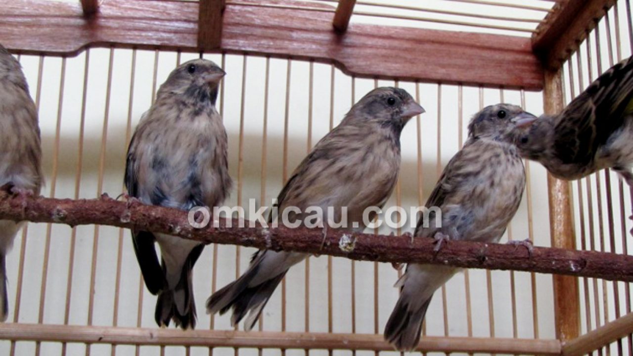 Detail Gambar Burung Blackthroat Nomer 27