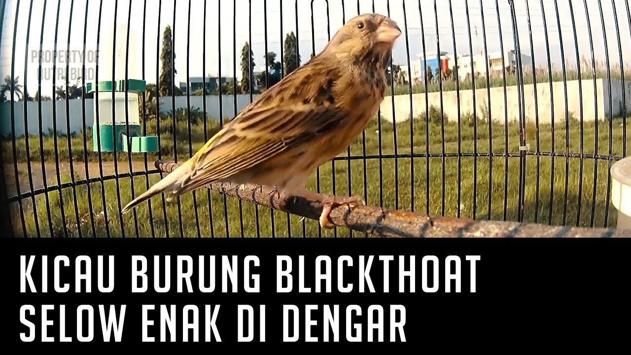 Detail Gambar Burung Blackthroat Nomer 42