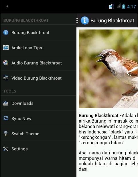 Detail Gambar Burung Blackthroat Nomer 51