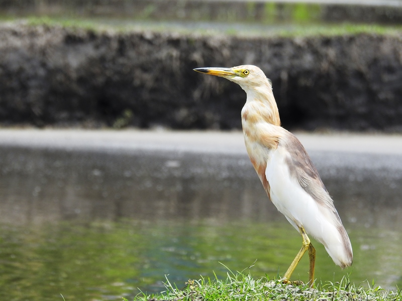 Detail Gambar Burung Blekok Nomer 16