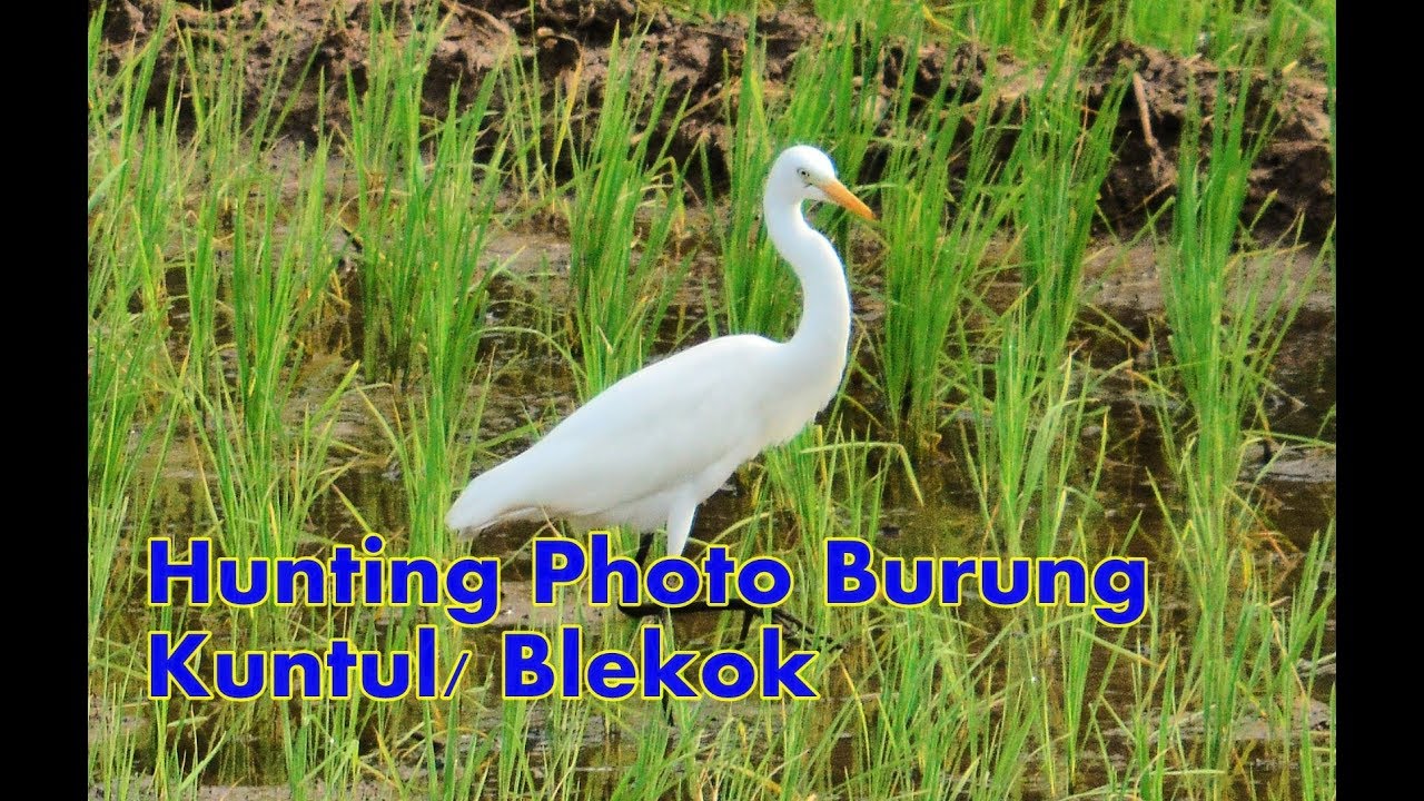 Detail Gambar Burung Blekok Nomer 28