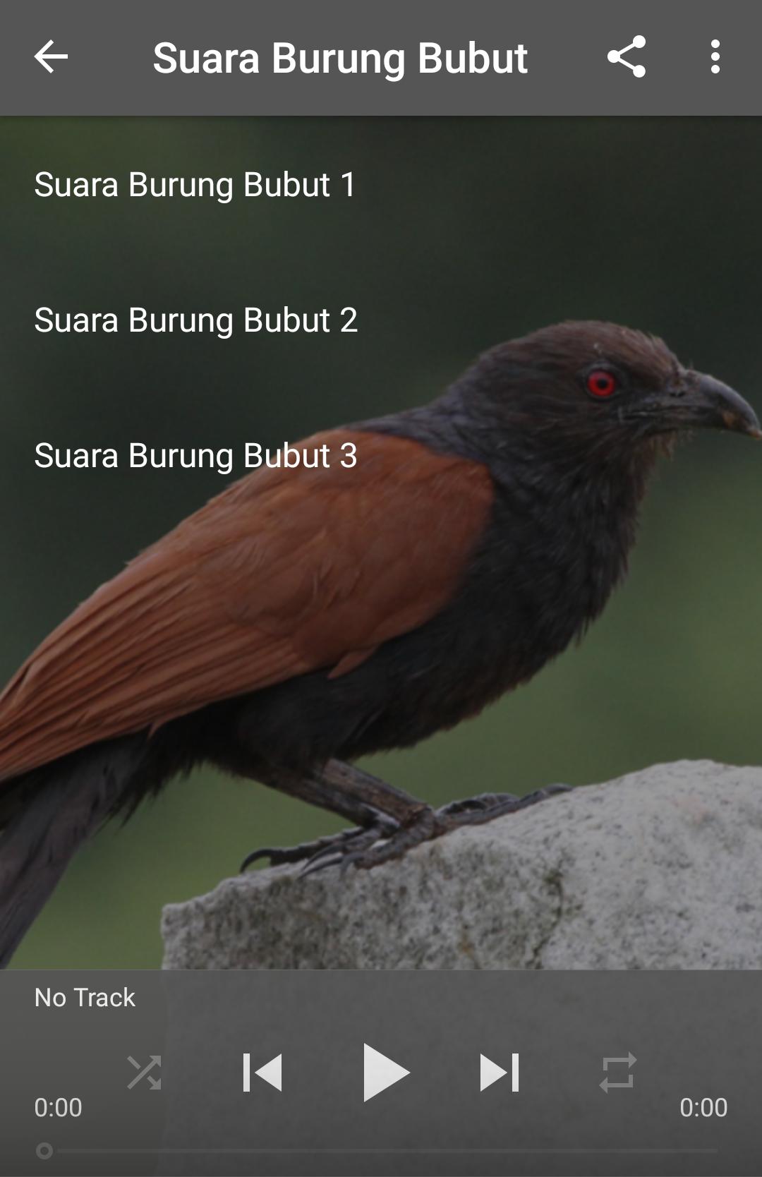 Detail Gambar Burung Bubut Nomer 27