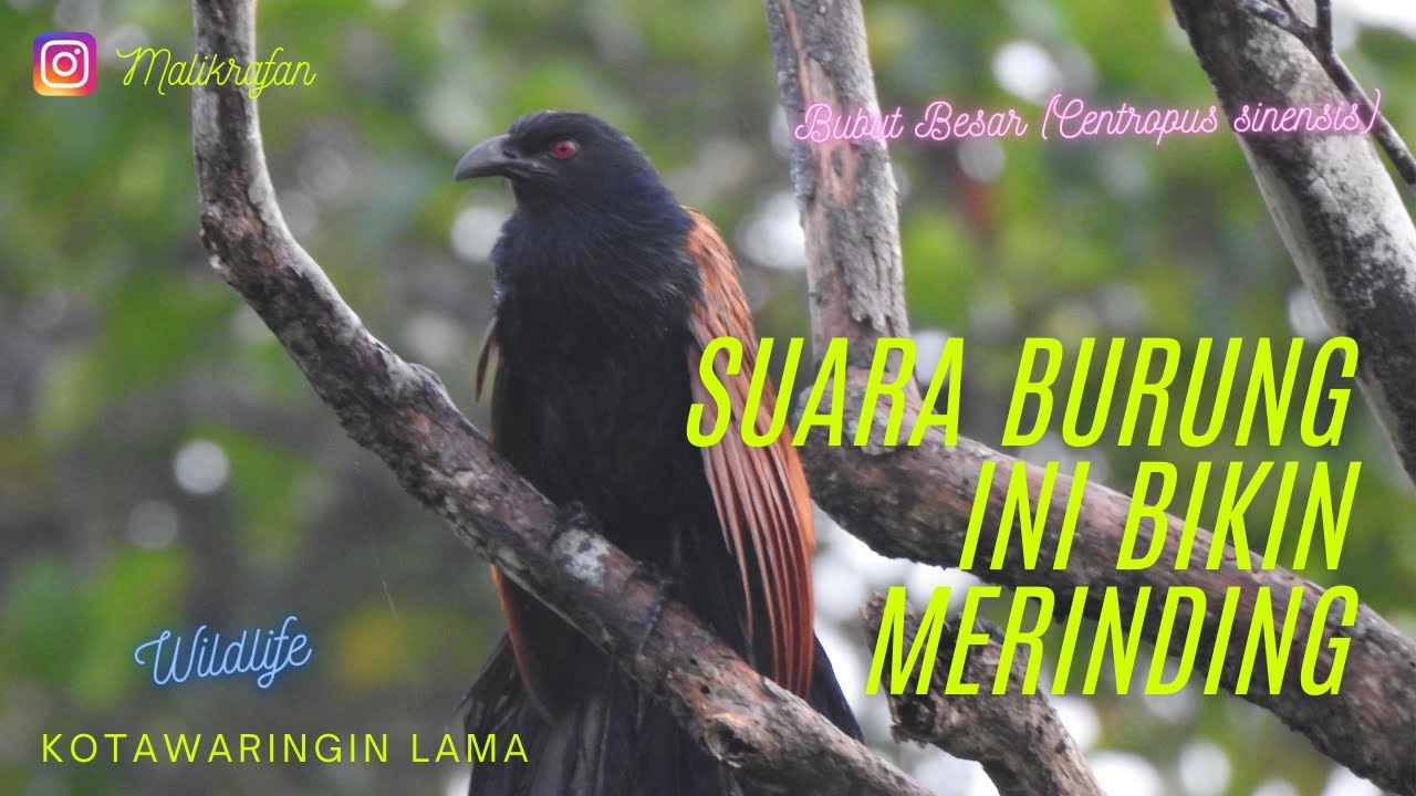 Detail Gambar Burung Bubut Nomer 31