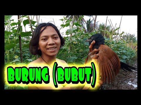 Detail Gambar Burung Bubut Nomer 50