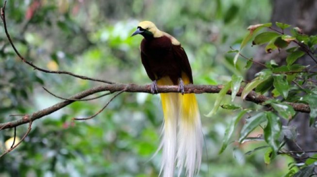 Detail Gambar Burung Burung Di Indonesia Nomer 10