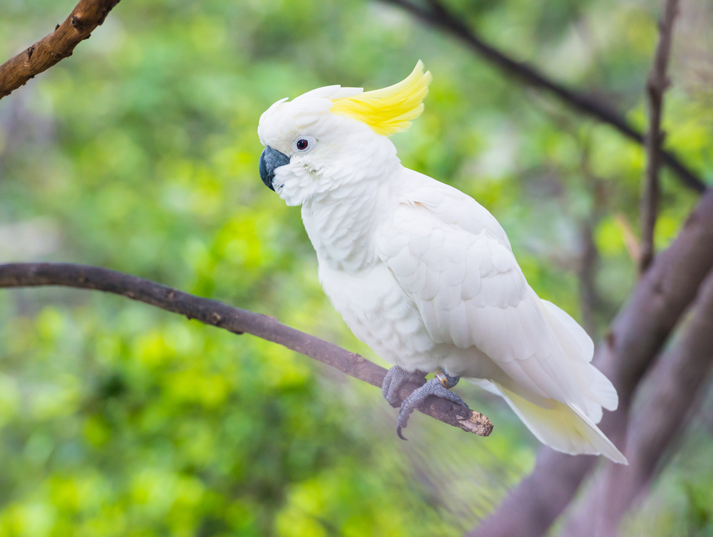 Detail Gambar Burung Burung Di Indonesia Nomer 27