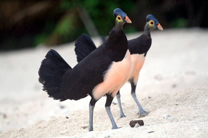 Detail Gambar Burung Burung Di Indonesia Nomer 33