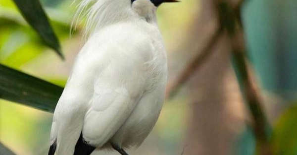 Detail Gambar Burung Burung Di Indonesia Nomer 44