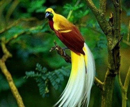 Detail Gambar Burung Burung Di Indonesia Nomer 45