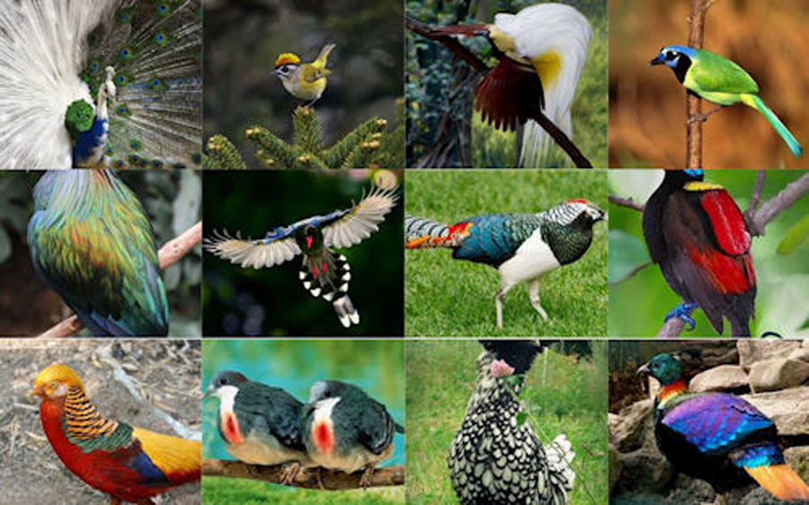 Detail Gambar Burung Burung Di Indonesia Nomer 5
