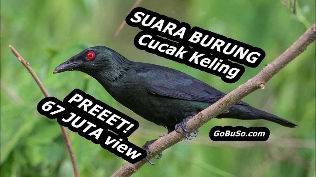 Detail Gambar Burung Cak Kelling Nomer 24