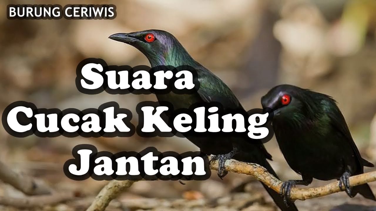 Detail Gambar Burung Cak Kelling Nomer 40